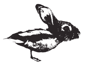 Duck-Rabbit Coffee Logo